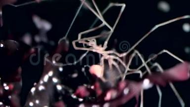 海洋蜘蛛在海底的黑色背景下靠近海底.